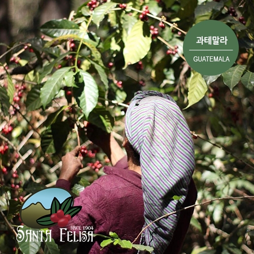 [과테말라] [산타 펠리사] SHB EP 레드 파체 힙 퍼먼테이션 내추럴
