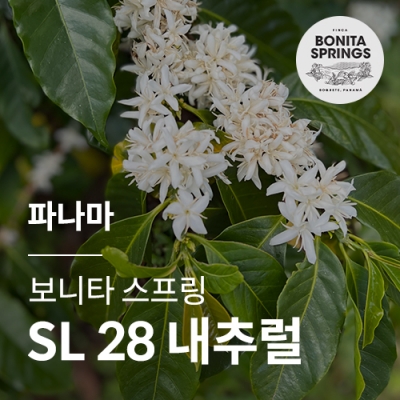 [파나마] [보니타스프링] SL 28 내추럴★베스트스페셜티★